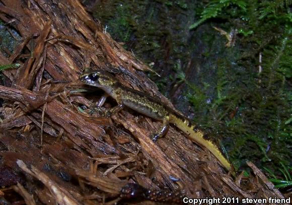 Painted Ensatina (Ensatina eschscholtzii picta)