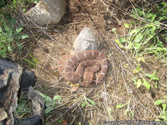 Red Diamond Rattlesnake (Crotalus ruber)