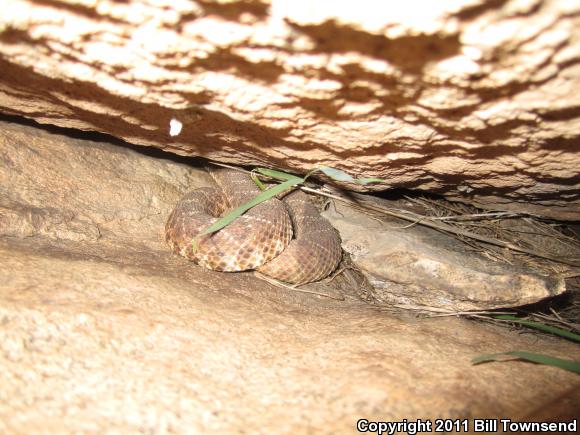 Red Diamond Rattlesnake (Crotalus ruber)