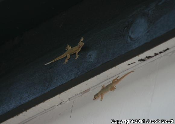 Asian Flat-tailed House Gecko (Hemidactylus platyurus)