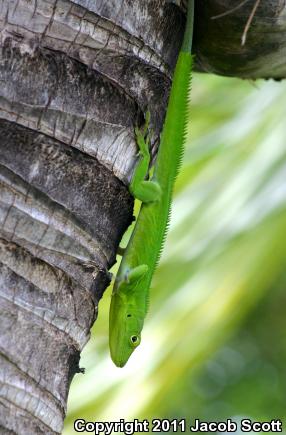 Jamaican Giant Anole (Anolis garmani)