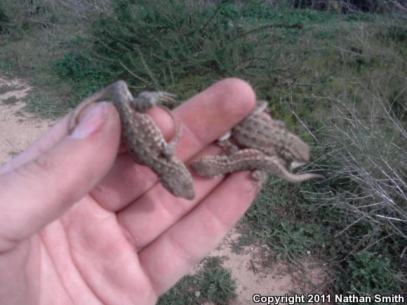 Western Side-blotched Lizard (Uta stansburiana elegans)