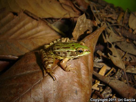 Showy Leopard Frog (Lithobates spectabilis)