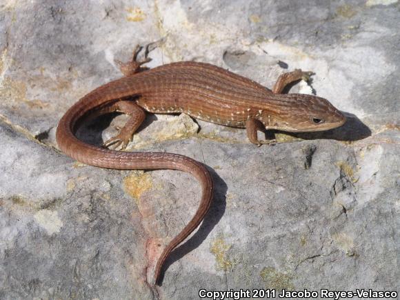 Transvolcanic Alligator Lizard (Barisia imbricata)