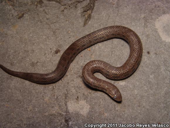 Two-lined Mexican Earthsnake (Conopsis biserialis)