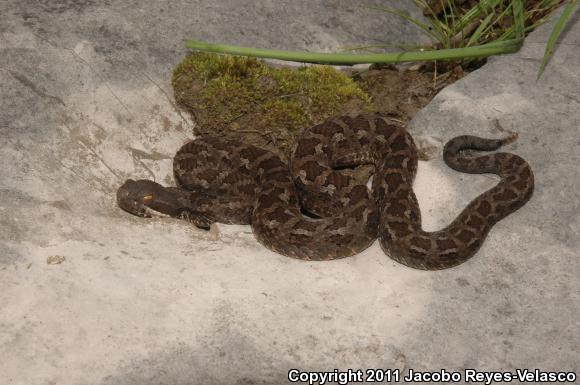 Mexican Dusky Rattlesnake (Crotalus triseriatus)