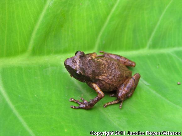 Nevado De Colima Chirping Frog (Eleutherodactylus nivocolimae)