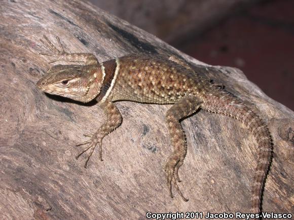 Buller's Spiny Lizard (Sceloporus bulleri)