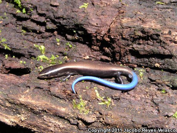 Shortnose Skink (Plestiodon brevirostris)