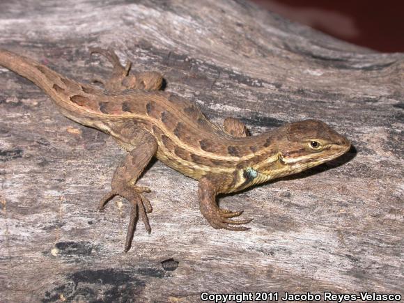 Light-bellied Bunchgrass Lizard (Sceloporus scalaris)