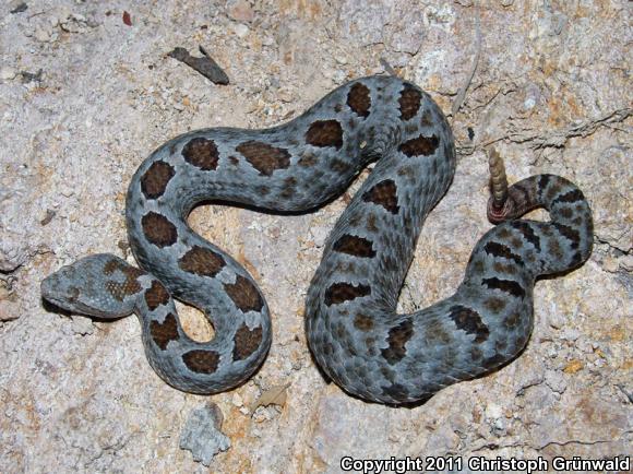 Queretaran Dusky Rattlesnake (Crotalus aquilus)