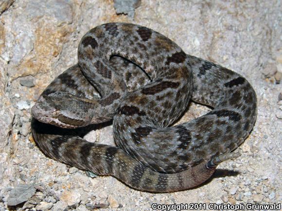 Queretaran Dusky Rattlesnake (Crotalus aquilus)