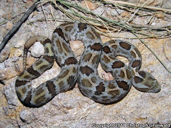 Queretaran Dusky Rattlesnake (Crotalus aquilus)