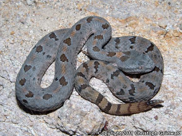 Queretaran Dusky Rattlesnake (Crotalus aquilus)