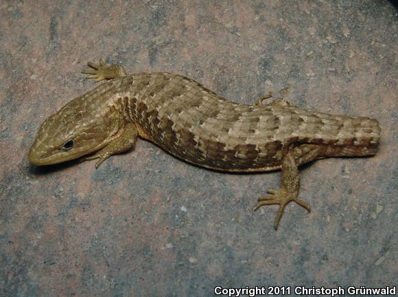 Transvolcanic Alligator Lizard (Barisia imbricata)