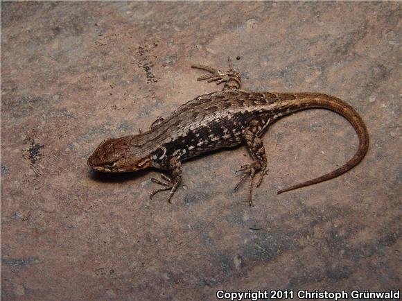 Blue-bellied Lizard (Sceloporus parvus)