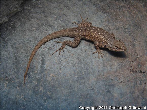 Spiny Lizards (Sceloporus)