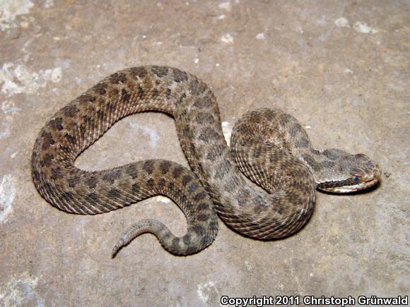 Western Dusky Rattlesnake (Crotalus triseriatus armstrongi)