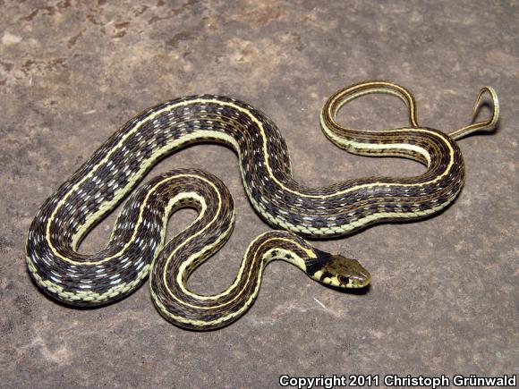 Mexican Highland Gartersnake (Thamnophis pulchrilatus)