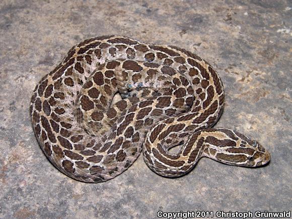 Mexican Lancehead Rattlesnake (Crotalus polystictus)