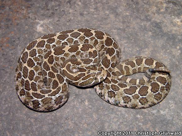 Mexican Lancehead Rattlesnake (Crotalus polystictus)