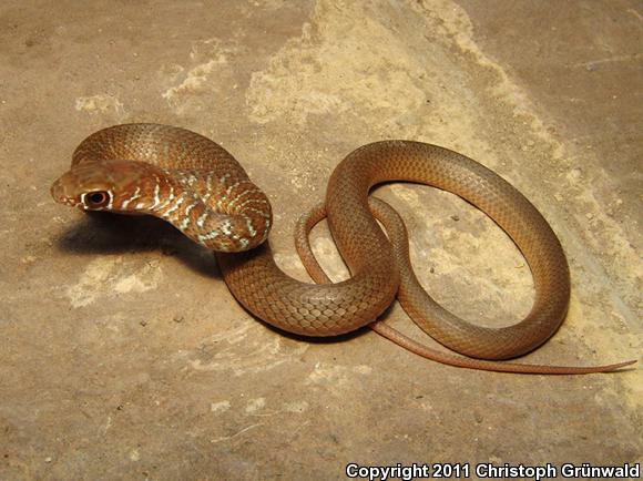 Mexican Whipsnake (Coluber mentovarius striolatus)