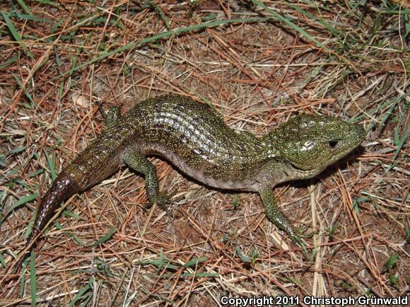 Herrera's Alligator Lizard (Barisia herrerae)