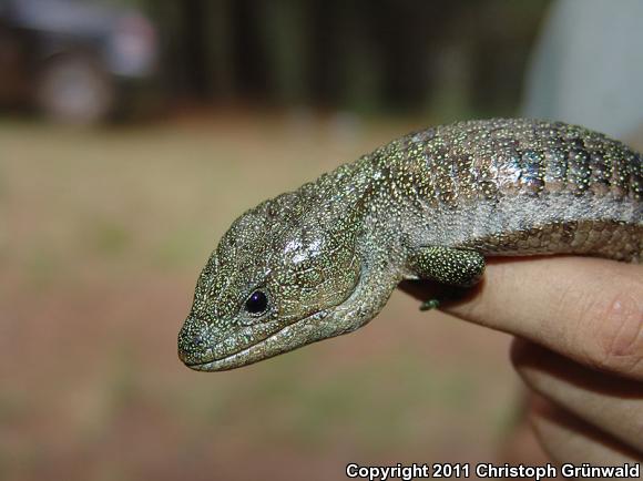 Herrera's Alligator Lizard (Barisia herrerae)