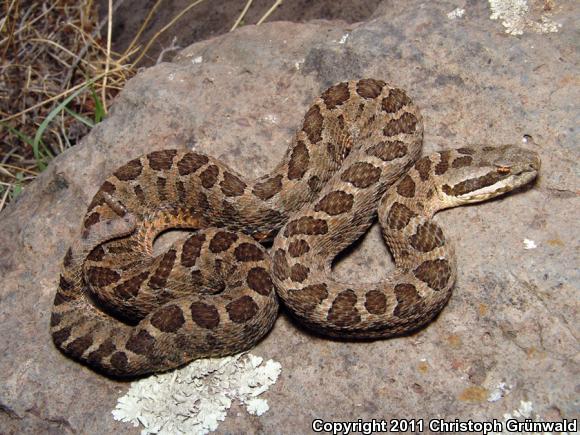 Western Dusky Rattlesnake (Crotalus triseriatus armstrongi)