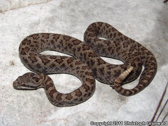 Omilteme Small-headed Rattlesnake (Crotalus intermedius omiltemanus)