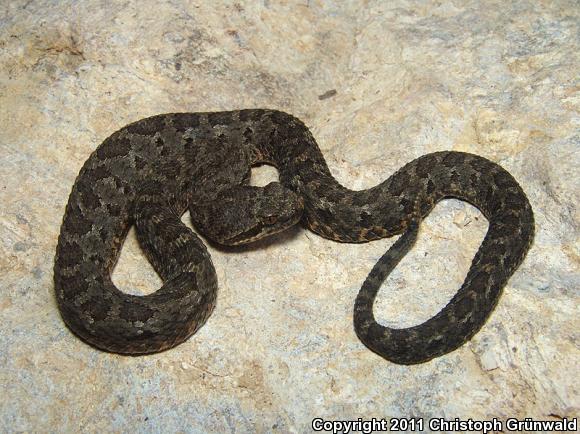 Western Dusky Rattlesnake (Crotalus triseriatus armstrongi)