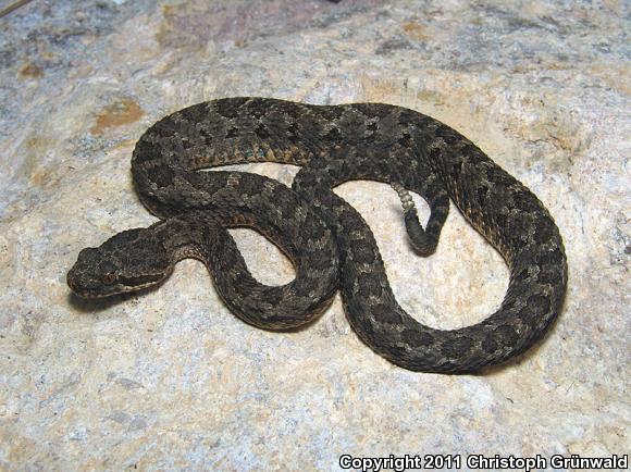 Western Dusky Rattlesnake (Crotalus triseriatus armstrongi)