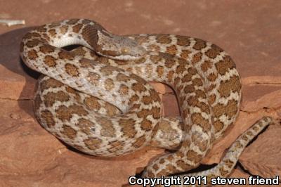 Chihuahuan Nightsnake (Hypsiglena jani)