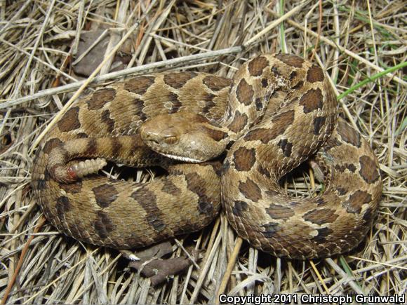 Mexican Massasauga (Crotalus ravus ravus)