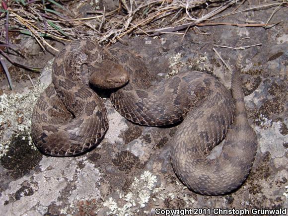 Mexican Massasauga (Crotalus ravus ravus)