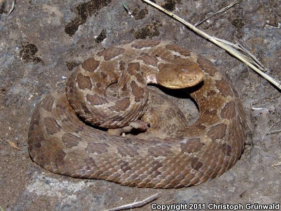 Mexican Massasauga (Crotalus ravus ravus)