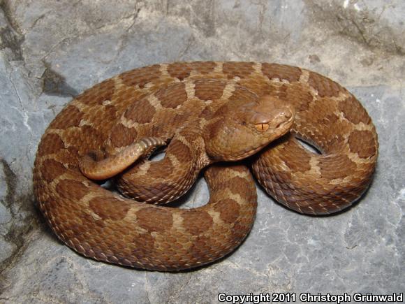 Guerreran Pygmy Rattlesnake (Crotalus ravus exiguous)