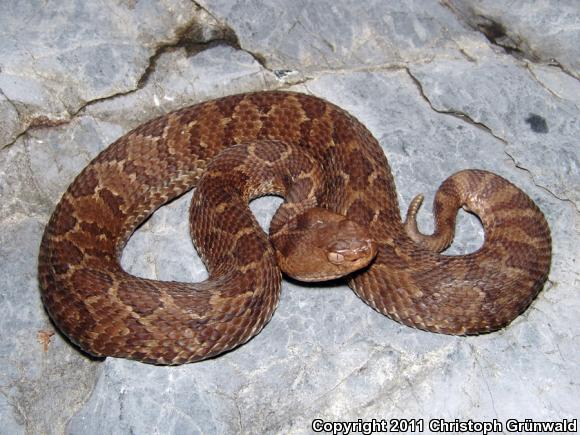 Guerreran Pygmy Rattlesnake (Crotalus ravus exiguous)