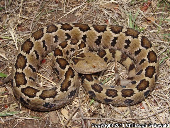 Mexican Massasauga (Crotalus ravus ravus)