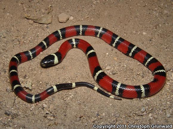 Nelson's Milksnake (Lampropeltis triangulum nelsoni)