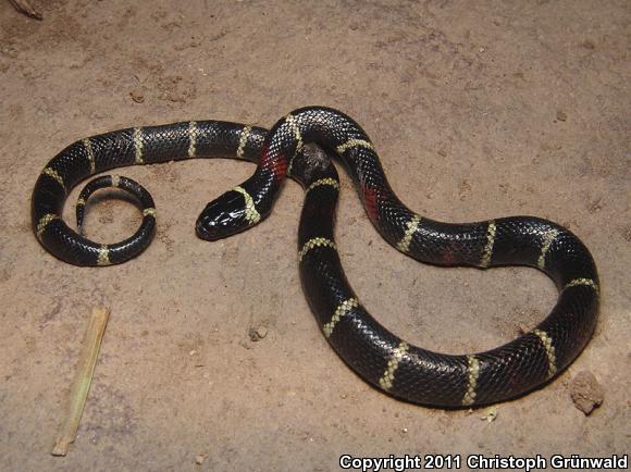 Jalisco Milksnake (Lampropeltis triangulum arcifera)