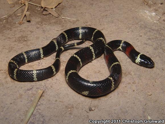 Jalisco Milksnake (Lampropeltis triangulum arcifera)