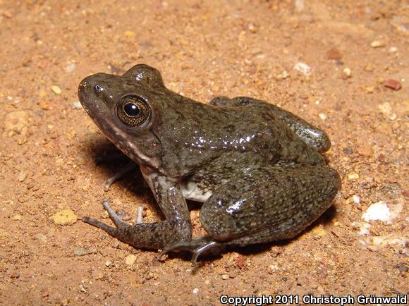 Zweifel's Frog (Lithobates zweifeli)