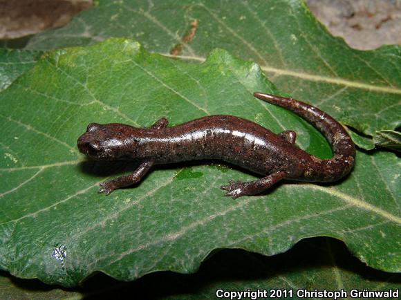 False Brook Salamanders (Pseudoeurycea)