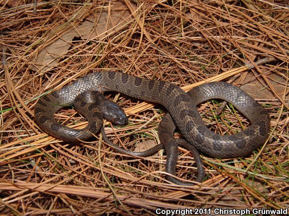 Small-spotted Cat-eyed Snake (Leptodeira polysticta)