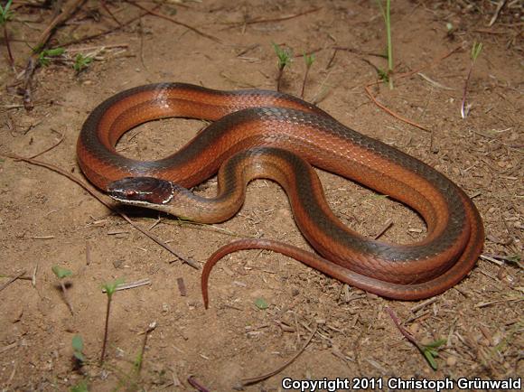 Crowned Graceful Brownsnake (Rhadinaea laureata)