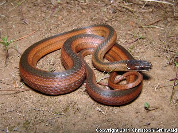 Crowned Graceful Brownsnake (Rhadinaea laureata)