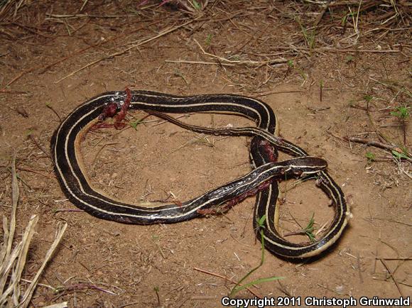 Pine-Oak Snake (Rhadinaea taeniata)