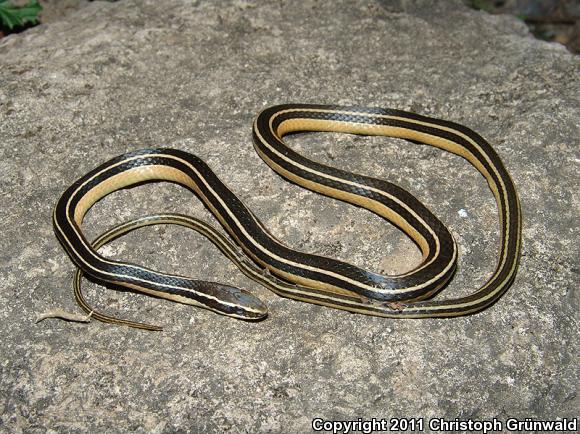 Pine-Oak Snake (Rhadinaea taeniata)