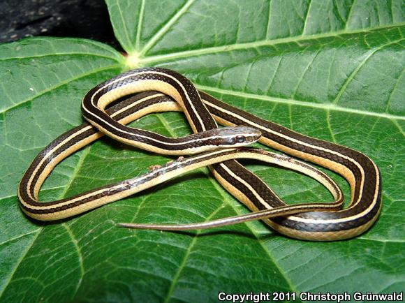 Pine-Oak Snake (Rhadinaea taeniata)